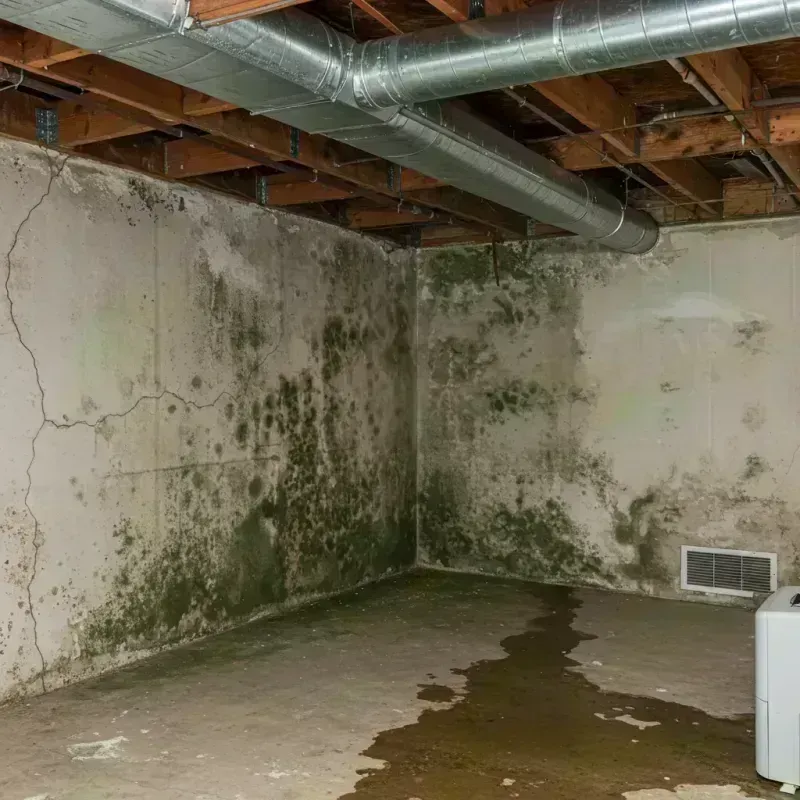 Professional Mold Removal in Boise City, OK